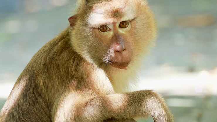 A southern pig-tailed macaque sits in bright sunlight, chewing food and looking at the camera