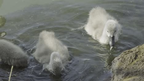 Kleine-Enten-Versuchen,-Etwas-Futter-In-Der-Nähe-Des-Strandes-Des-Plattensees-Zu-Finden