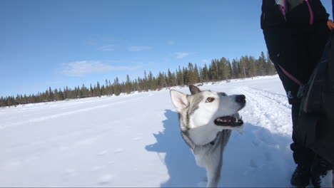 super slowmotion shot of a very happy and energetic siberian husky dog running in deep snow landscape in kiruna, sweden