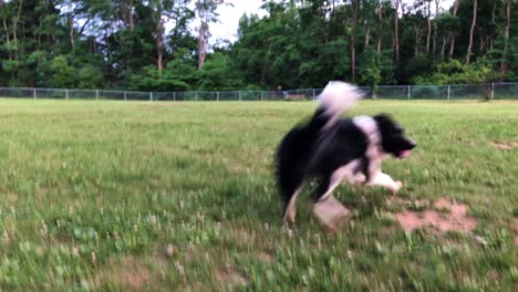 Border Collie dog playing off leash and anticipating a ball being thrown