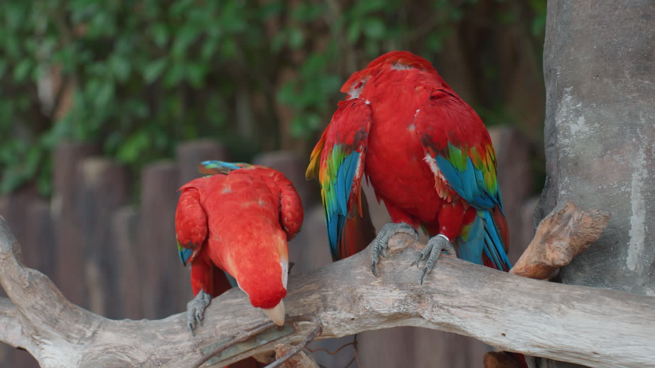 Colorful parrot grooming. Scarlet macaw engaging in mutual grooming in tropical environment. Vibrant red and blue feathered macaw participates in intimate grooming amidst tropical background scenery