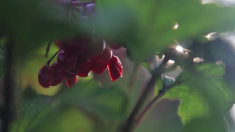 close up shot of squished wild berries with backlight