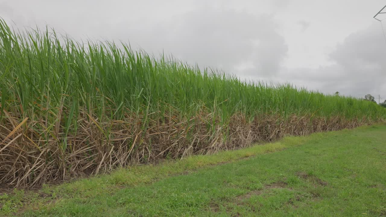 A green field of sugarcane blowing gently in the breeze on a cloudy day