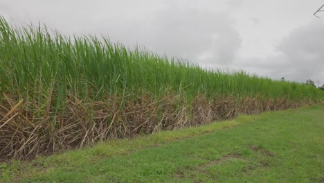 a green field of sugarcane blowing gently in the breeze on a cloudy day