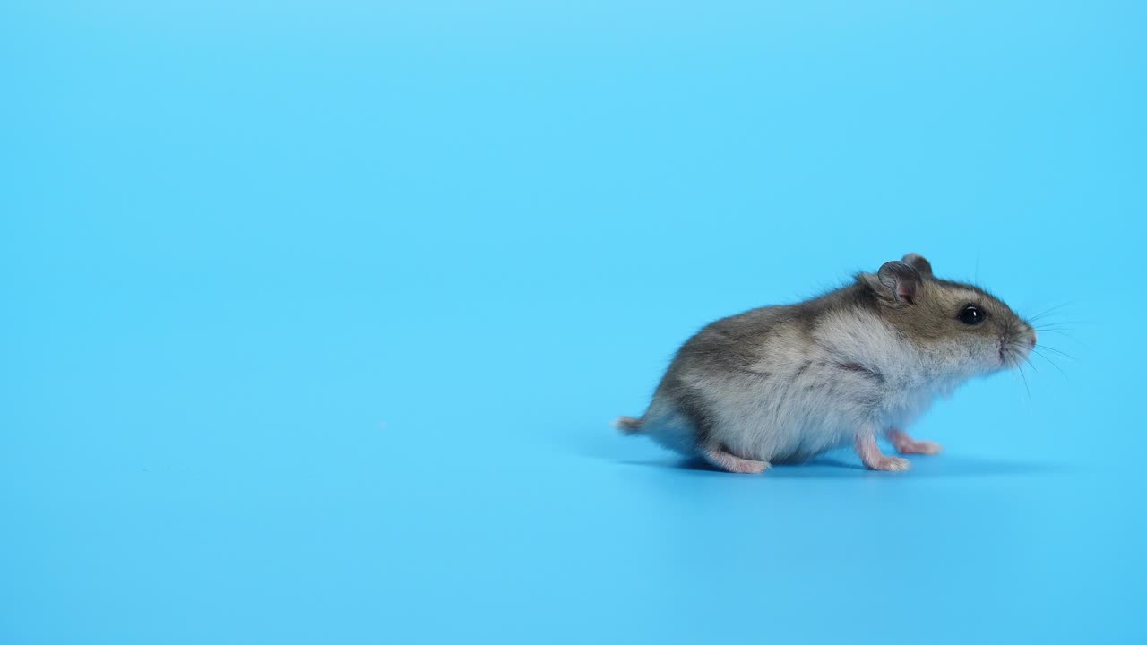 青い背景のネズミ