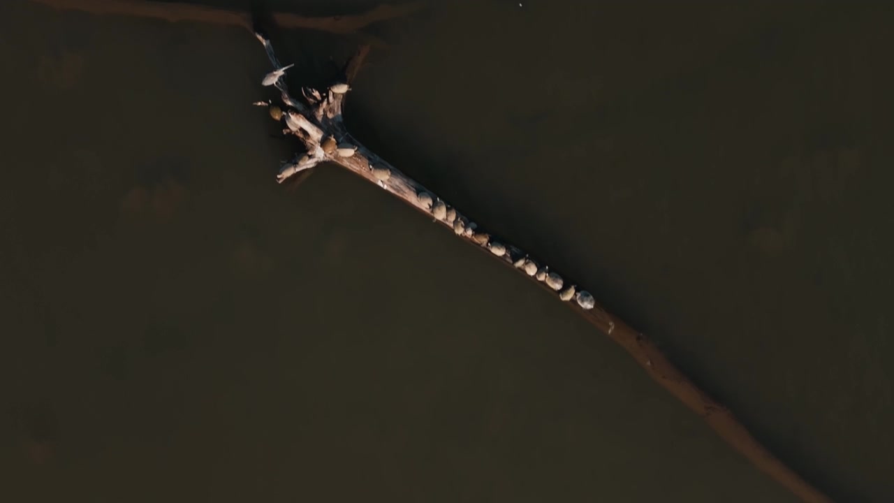 Tartarughe allineate su un tronco accanto a un grande airone blu nelle calme acque del Lago Eucha, sfondo aereo dall'alto.