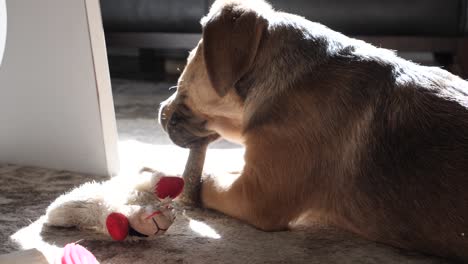 slow motion of cute tan labrador retriever cross puppy with bright eyes chewing on bone