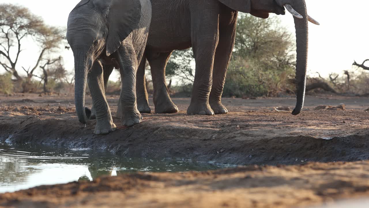 Medium shot of a young African elephant calf is drinking while more elephants arrive at the waterhole. Filmed from an underground hide in Mashatu Game Reserve.
