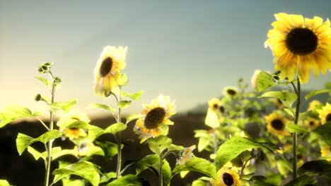 Sunflower-field-on-a-warm-summer-evening