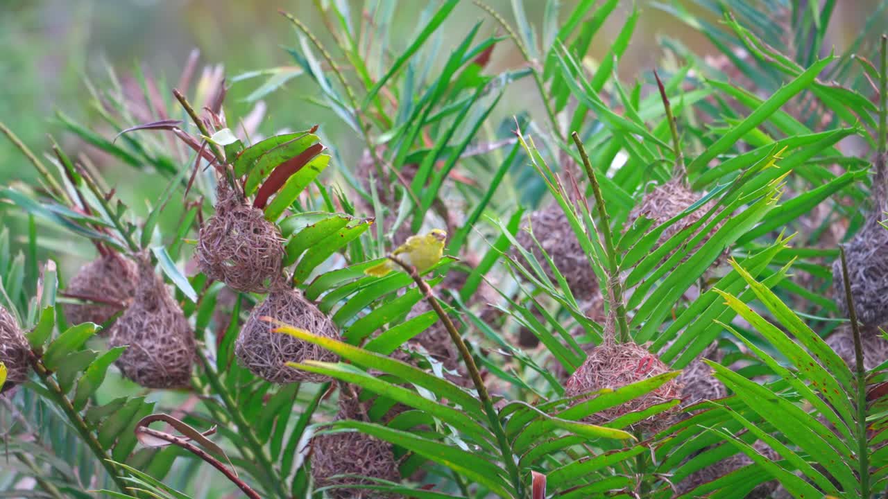 Male and female Eastern Golden Weavers stand near the nesting colony in Zanzibar