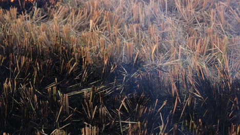 stubble burning or crop burning in the countryside