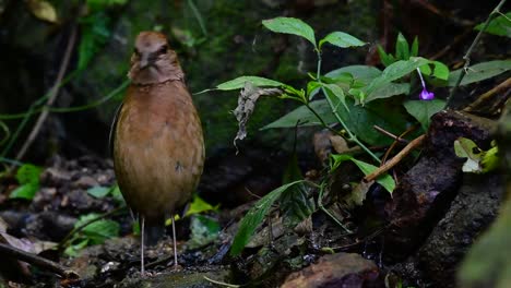la pitta de nuca oxidada es un ave confiada que se encuentra en hábitats de bosques montañosos de gran altura, hay muchos lugares en tailandia para encontrar esta ave