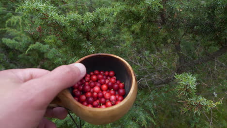 Pov-Superfood-Preiselbeeren,-Gesammelt-In-Borealen-Kiefernwäldern-In-Finnland