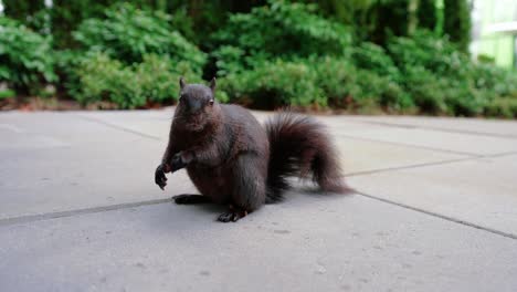 linda ardilla negra comiendo nueces en el patio trasero