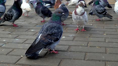 hermosas palomas de la ciudad en la calle y luego se van volando