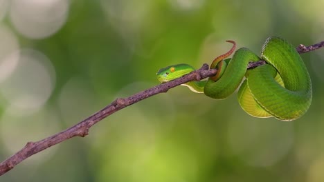 the white-lipped pit viper is a venomous pit viper endemic to southeast asia and is often found during the night waiting on a branch or limb of a tree near a body of water with plenty of food items