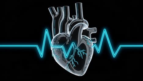 3d model of a human heart with ecg