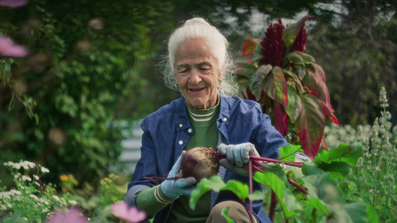 Elderly Woman Cleaning Beetroot after Harvesting It in Lush Vegetable Garden