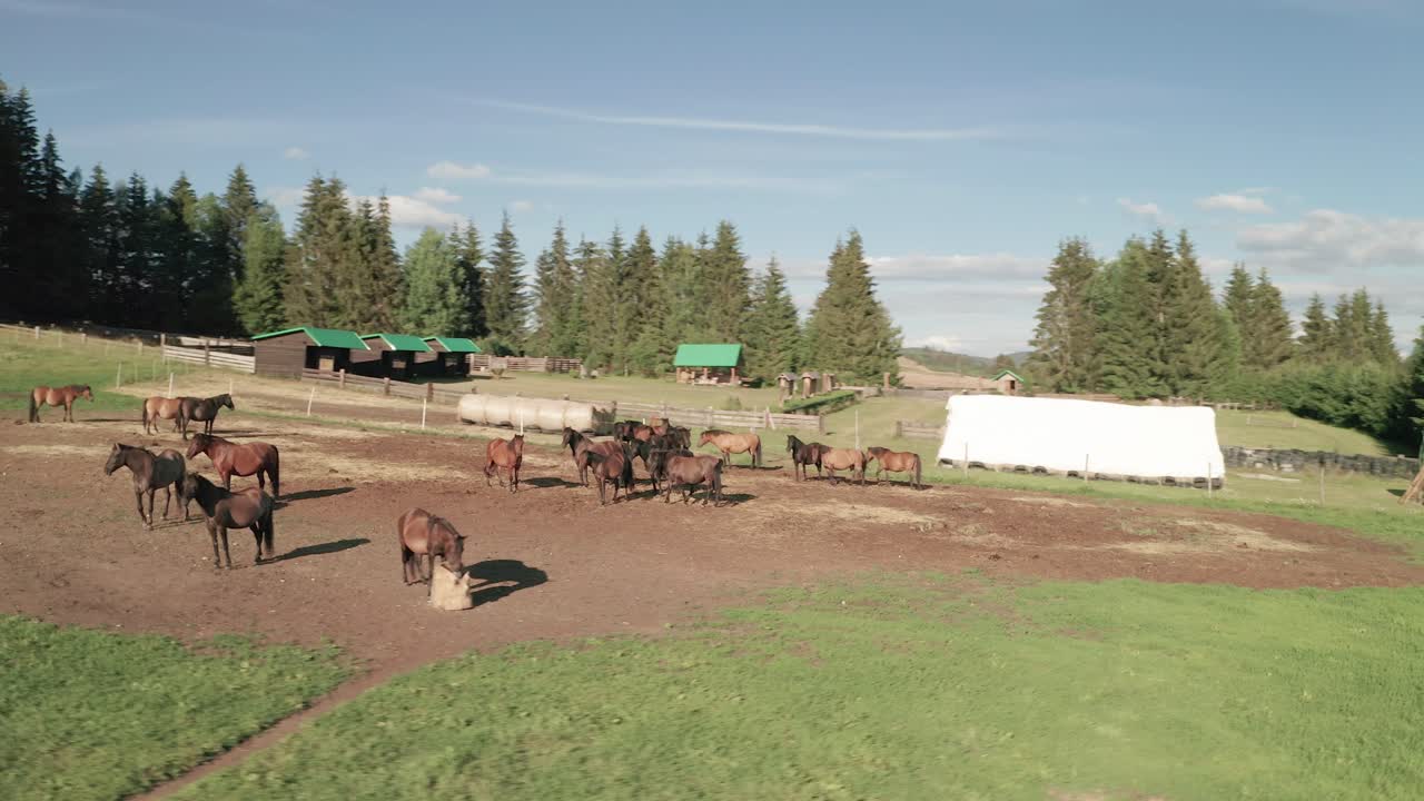 toma de órbita aérea de caballos marrones pastando en un prado en sihla, eslovaquia en un día de finales de verano