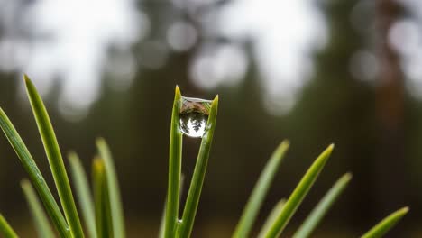 a captivating close-up of a water droplet reflecting lush greenery on a pine needle, showcasing nature's stunning beauty and intricate details in a soft blur background
