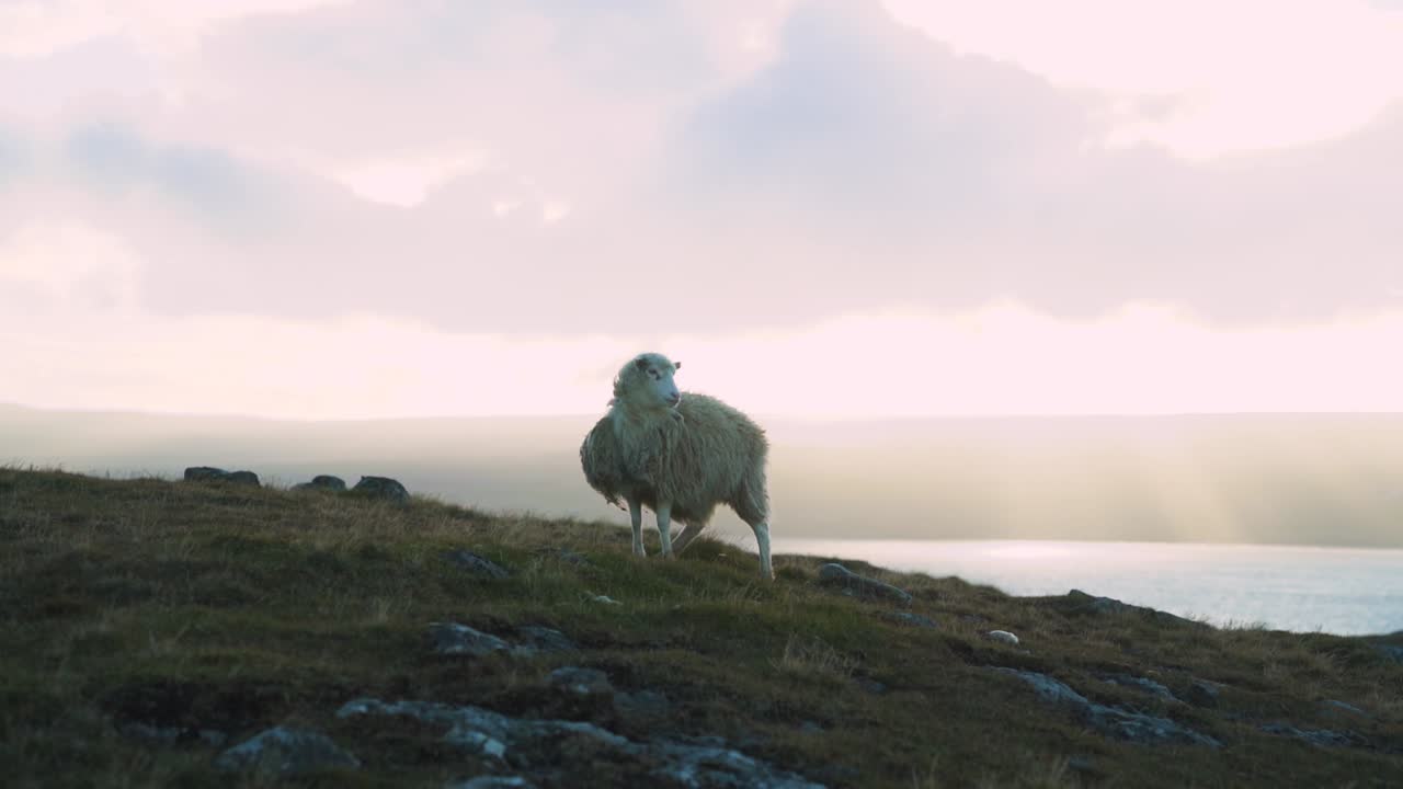 페로 제도의 바람 부는 언덕 꼭대기에 있는 양