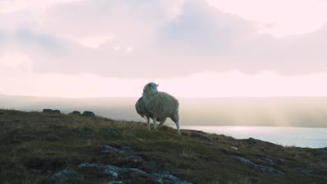 sheep on a windy hill top in faroe islands