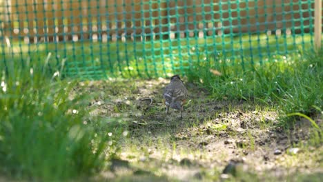 Robin-bird-is-searching-for-warms-in-the-warm-spring-weather