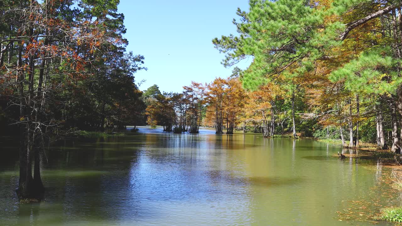 Static video of cypress trees in the water at Martin Dies, Jr. State Park on Steinhagen Reservoir in Texas. Several colorful Cypress trees are in the water and line the shore