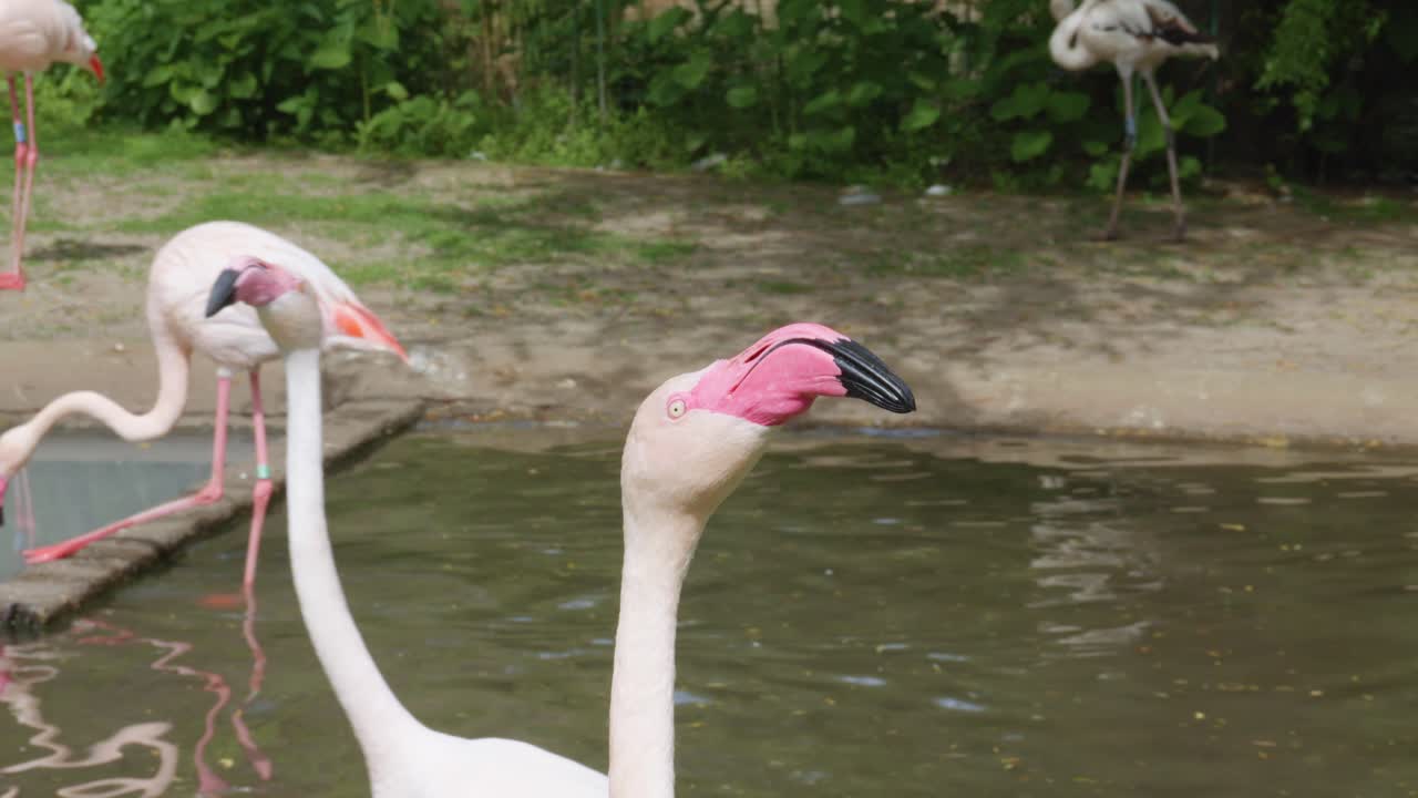 Closeup Of A Greater Flamingo's Head While Walking In The Water