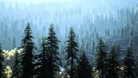 fog covered trees in the mountains
