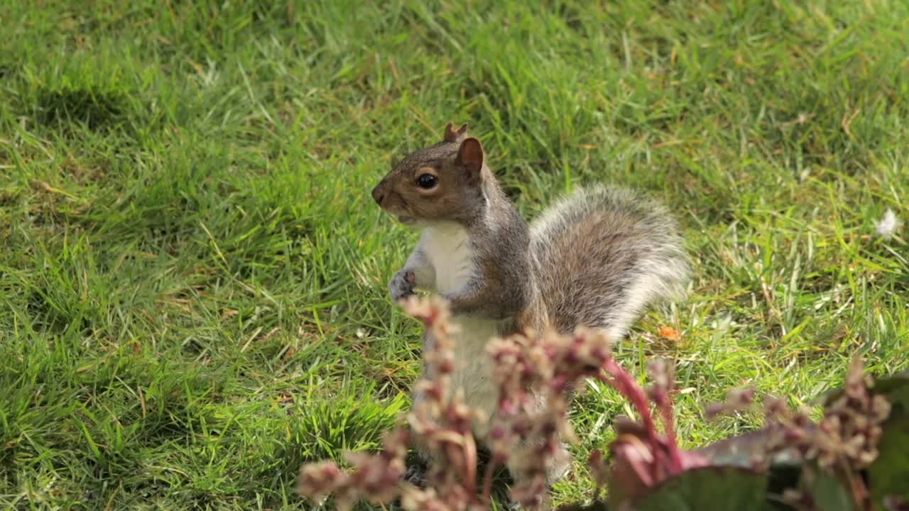 Scoiattolo grigio in piedi che mangia una nocciolina in un giardino erboso al rallentatore in una giornata di sole a Borehamwood, Hertfordshire, Nord di Londra, Regno Unito