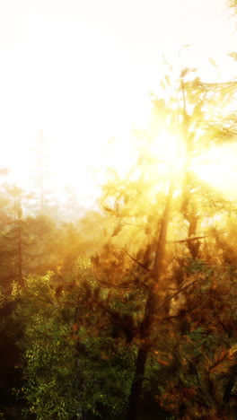 sunbeams shining through a misty forest