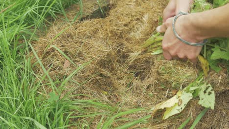 Pulling-potato-stalks-from-no-dig-gardening-harvesting-potatoes