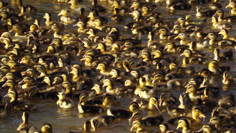 close up shot of showing extreme crowd of chicken babies swimming in salt lake of vietnam - sunlight shining on cute animals