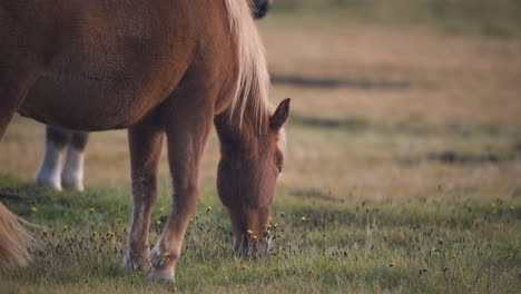 brown iccelandic horse grazing in a grass field at sunset, close up