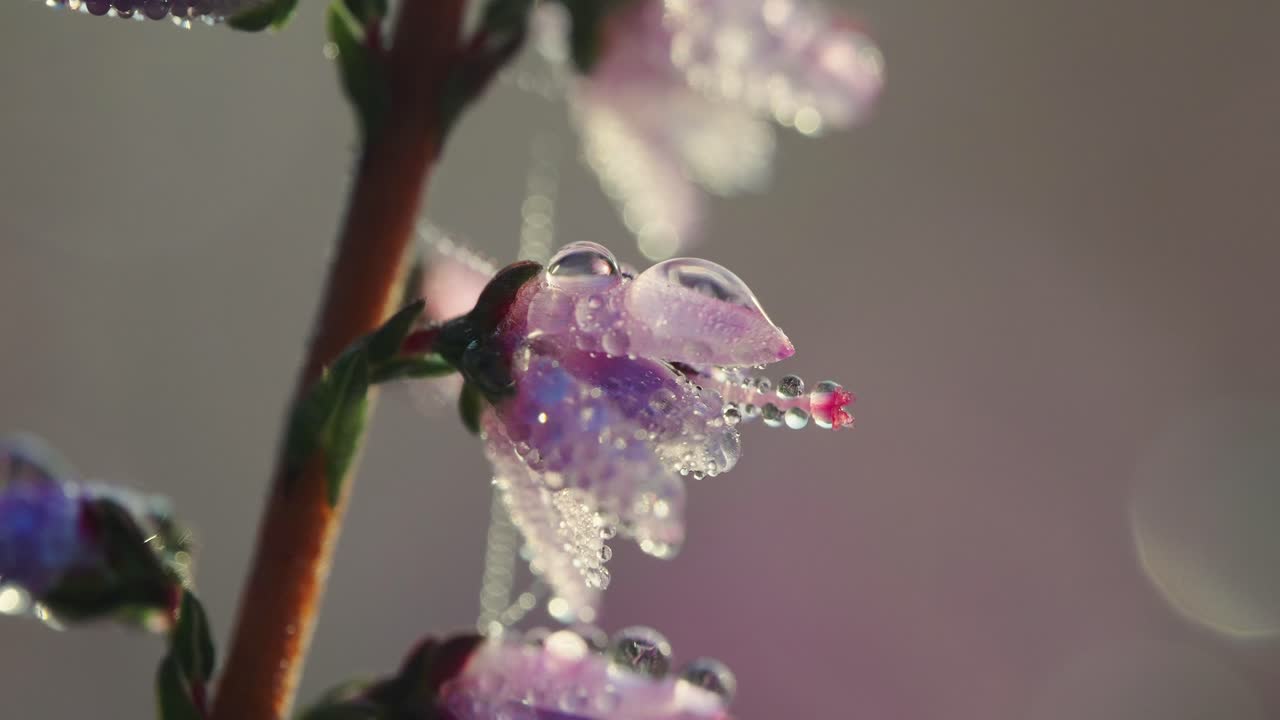 gotas de lluvia manchadas con una foto macro en una flor violeta