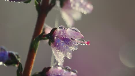 raindrops spotted with a macro shot on a violet flower