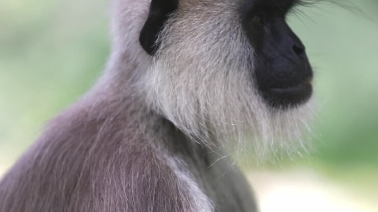 Una scimmia langur siede immobile guardandosi intorno nella giungla.