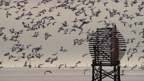 a huge flock of wild snow geese flying around a radio antenna in richmond wetlands