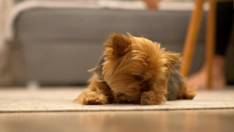 a sweet red-haired dog bites its paw and then looks straight ahead