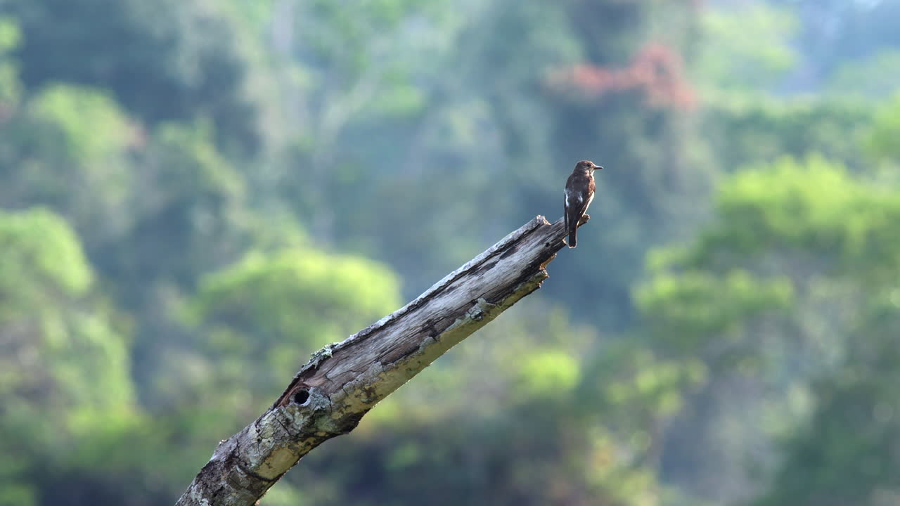 un pájaro cazamos moscas de lado olivo en una escena de selva tropical exótica