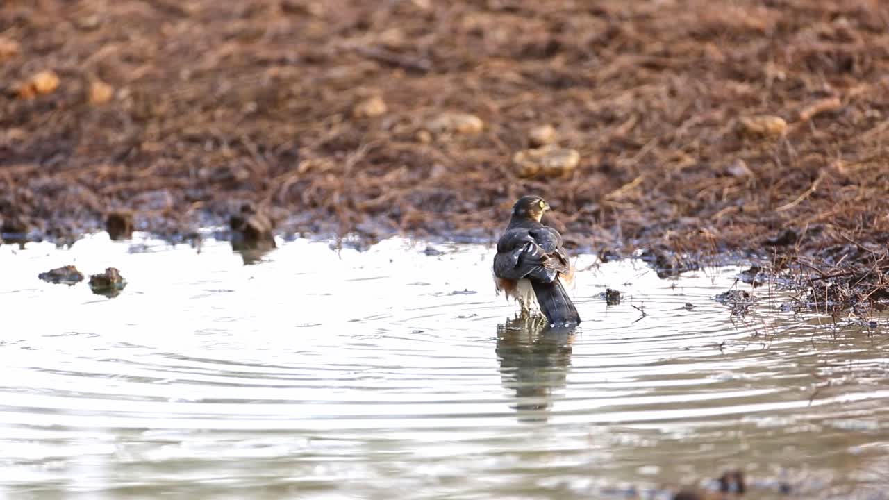 Eurasian Sparrowhawk bathing in water with splashing water drops