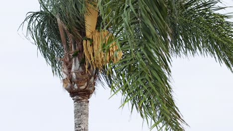 colorful bird ascending a palm tree trunk