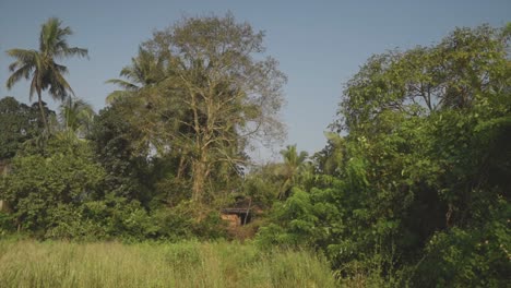 Wunderschöne-Aussicht-Auf-Eine-Hütte-Im-Wald,-Umgeben-Von-Bäumen