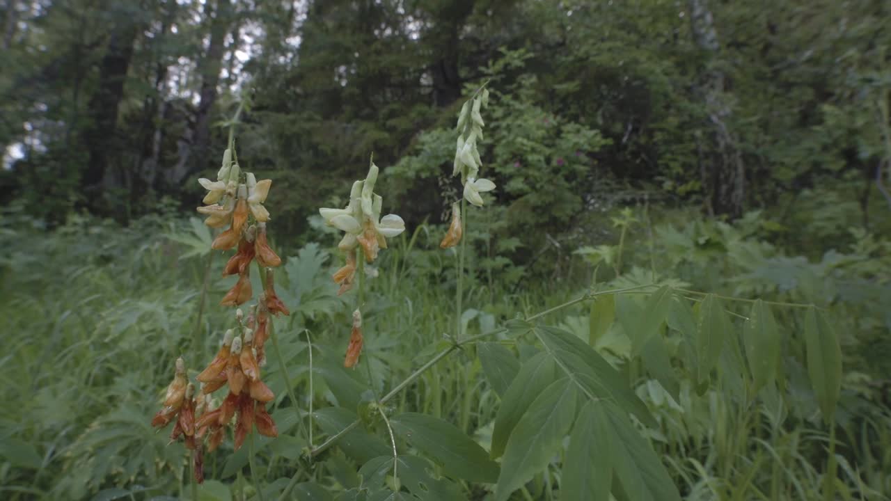 дикие гороховые цветы в лесу