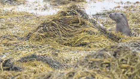 Single-Otter-In-Seinem-Natürlichen-Lebensraum-Auf-Der-Isle-Of-Mull-In-Schottland