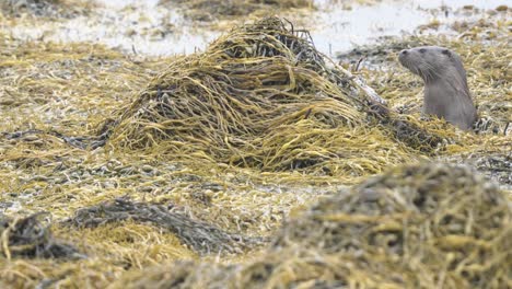 nutria única en su hábitat natural en la isla de mull en escocia