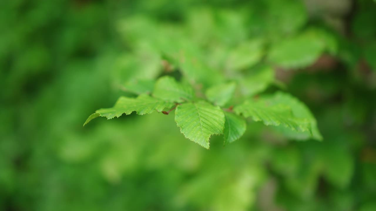 primavera de los bosques