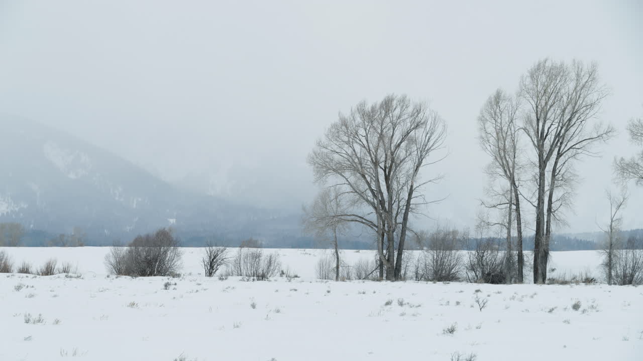 A pair of trees in a field with cloudy mountains in the background.  Shot in 4K