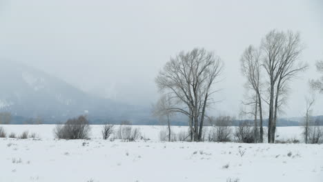 a pair of trees in a field with cloudy mountains in the background.  shot in 4k